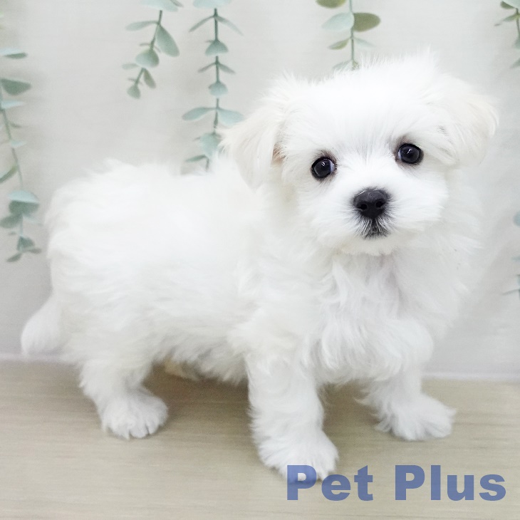 神奈川県のマルチーズ (ペットプラス 天王町店/2025年11月11日生まれ/男の子/ホワイト)の子犬の1枚目の画像