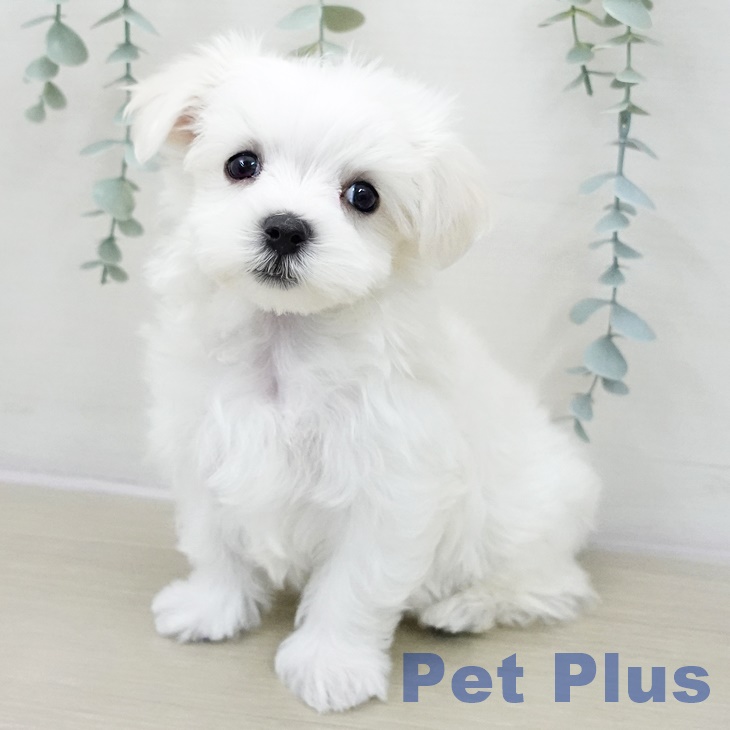 神奈川県のマルチーズ (ペットプラス 天王町店/2025年11月11日生まれ/男の子/ホワイト)の子犬の2枚目の画像
