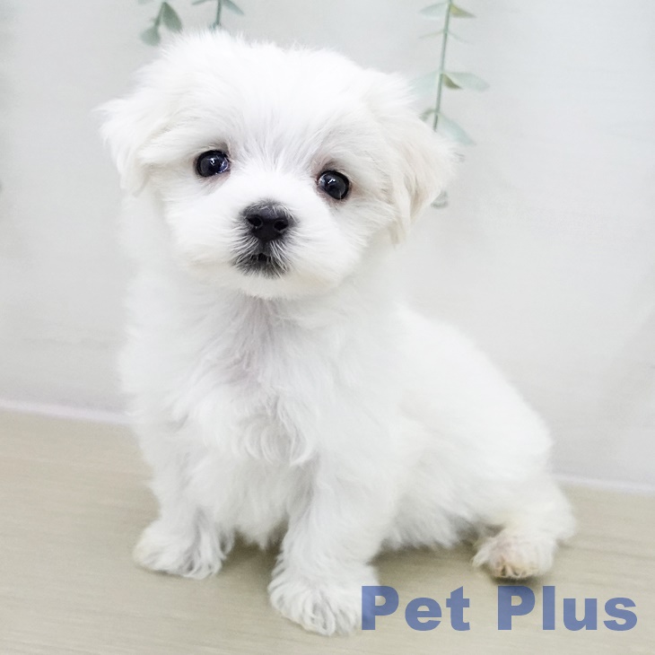 神奈川県のマルチーズ (ペットプラス 武蔵小杉店/2025年11月11日生まれ/男の子/ホワイト)の子犬の1枚目の画像