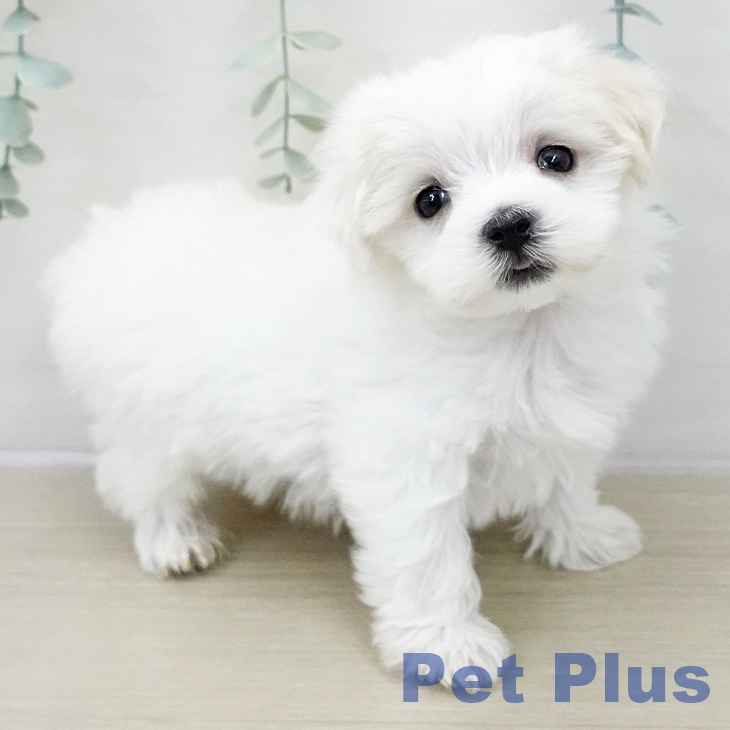 神奈川県のマルチーズ (ペットプラス 武蔵小杉店/2025年11月11日生まれ/男の子/ホワイト)の子犬の2枚目の画像