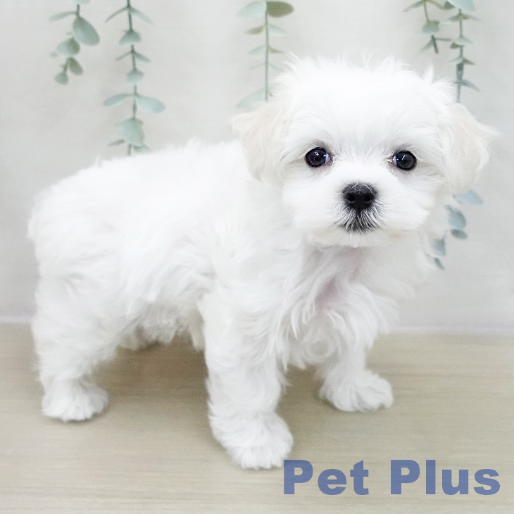 東京都のマルチーズ (ペットプラス 立川高島屋S.C.店/2025年11月11日生まれ/女の子/ホワイト)の子犬の1枚目の画像