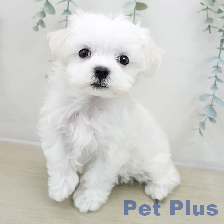 東京都のマルチーズ (ペットプラス 立川高島屋S.C.店/2025年11月11日生まれ/女の子/ホワイト)の子犬の2枚目の画像