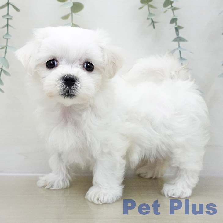千葉県のマルチーズ (ペットプラス 船橋店/2025年11月11日生まれ/女の子/ホワイト)の子犬の1枚目の画像
