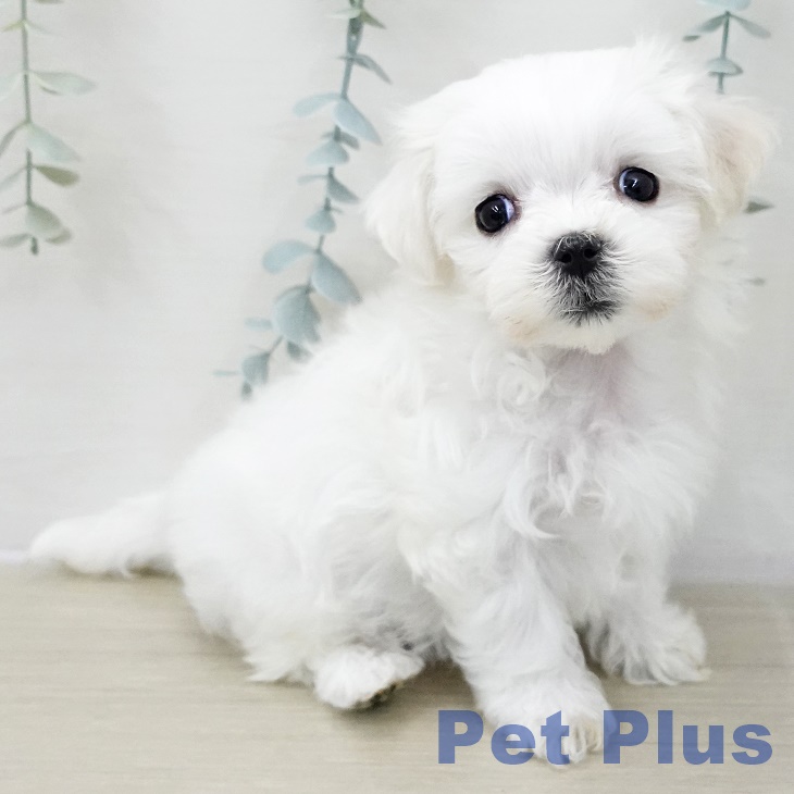 千葉県のマルチーズ (ペットプラス 船橋店/2025年11月11日生まれ/女の子/ホワイト)の子犬の2枚目の画像