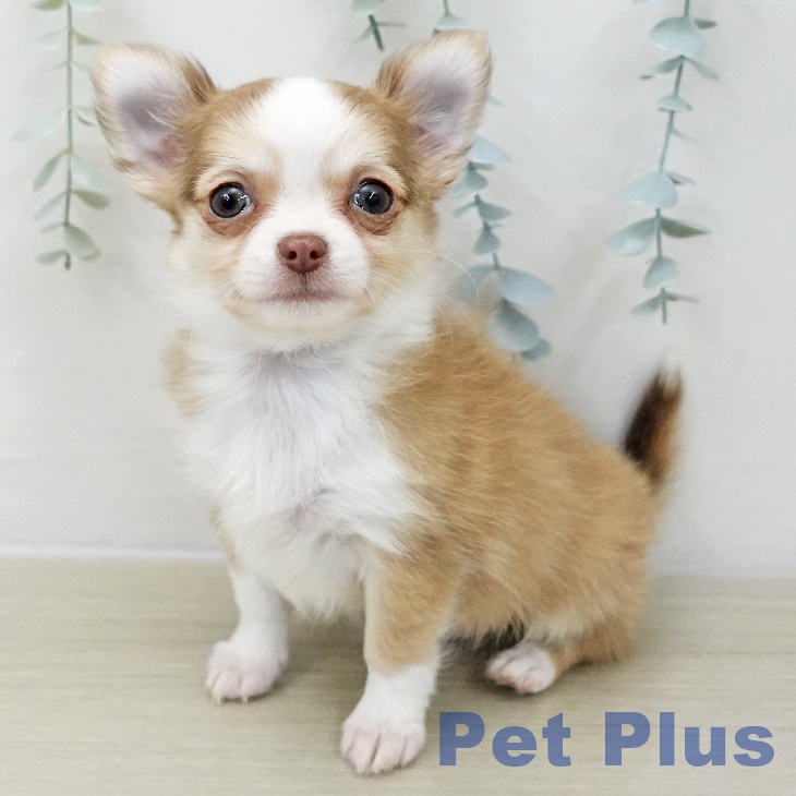 東京都のチワワ(ロング) (ペットプラス 立川高島屋S.C.店/2025年11月13日生まれ/男の子/チョコレートフォーンホワイト)の子犬の1枚目の画像