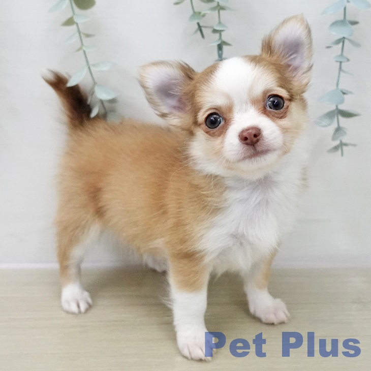 東京都のチワワ(ロング) (ペットプラス 立川高島屋S.C.店/2025年11月13日生まれ/男の子/チョコレートフォーンホワイト)の子犬の2枚目の画像