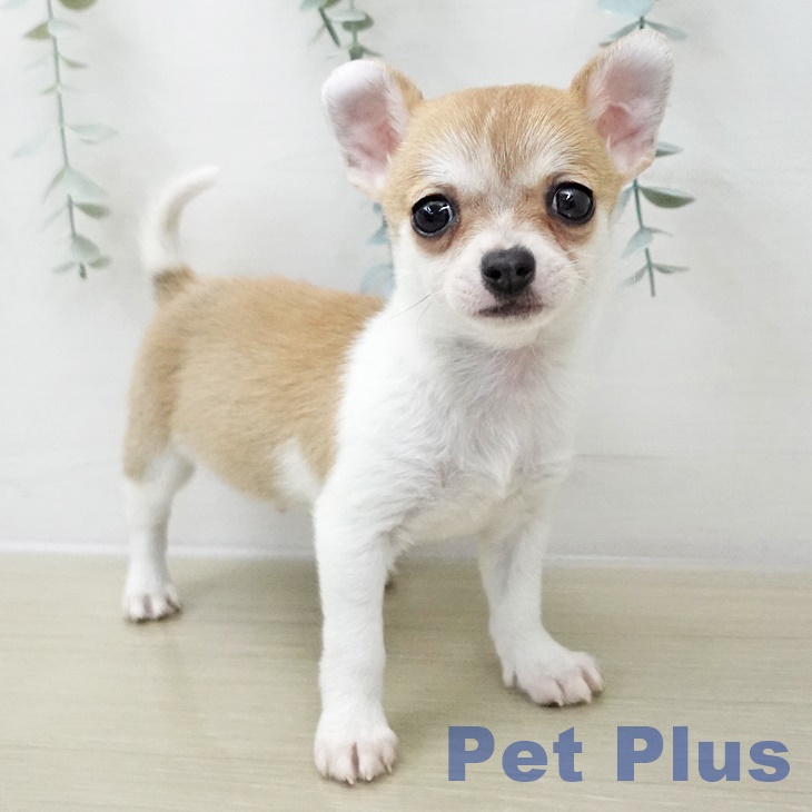 東京都のチワワ(ロング) (ペットプラス 東久留米店/2025年11月13日生まれ/男の子/レッドホワイト)の子犬の1枚目の画像