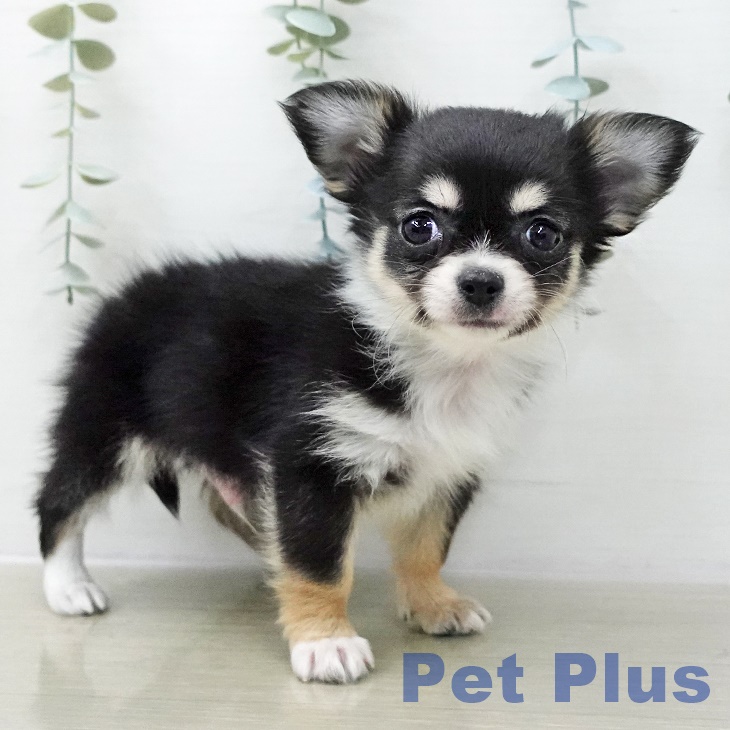 東京都のチワワ(ロング) (ペットプラス 東久留米店/2025年11月13日生まれ/男の子/ブラックタンホワイト)の子犬の1枚目の画像