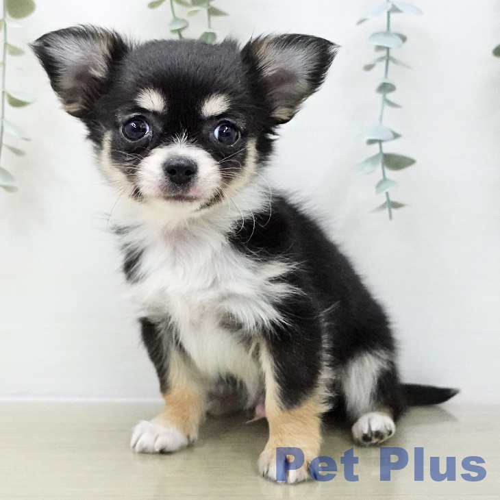 東京都のチワワ(ロング) (ペットプラス 東久留米店/2025年11月13日生まれ/男の子/ブラックタンホワイト)の子犬の2枚目の画像