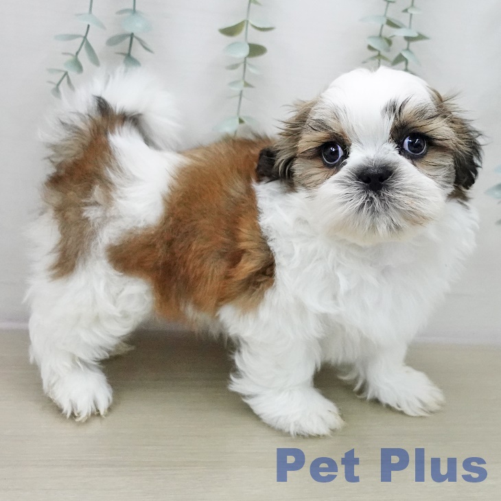 群馬県のシーズー (ペットプラス イオンモール太田店/2025年11月13日生まれ/男の子/ホワイトゴールド)の子犬の2枚目の画像