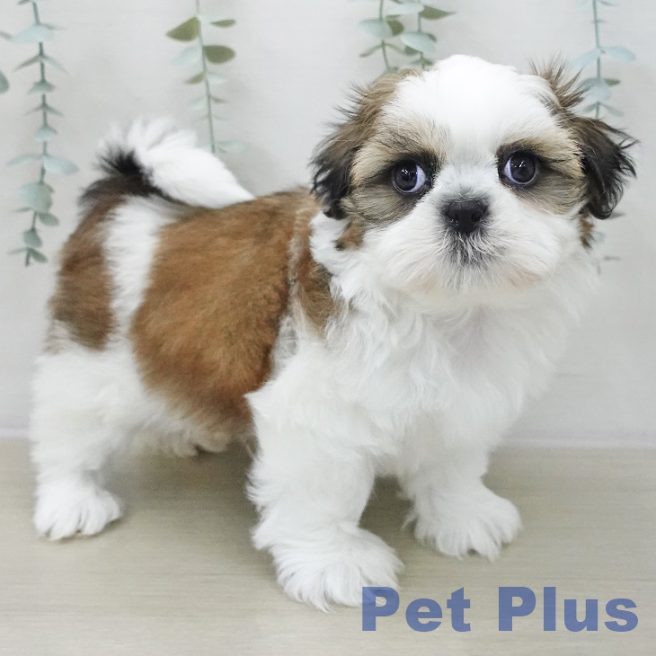 東京都のシーズー (ペットプラス 東久留米店/2025年11月13日生まれ/男の子/ホワイトゴールド)の子犬の1枚目の画像