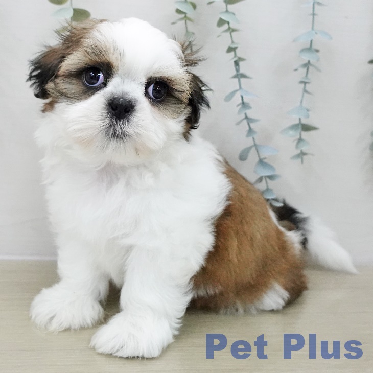 東京都のシーズー (ペットプラス 東久留米店/2025年11月13日生まれ/男の子/ホワイトゴールド)の子犬の2枚目の画像
