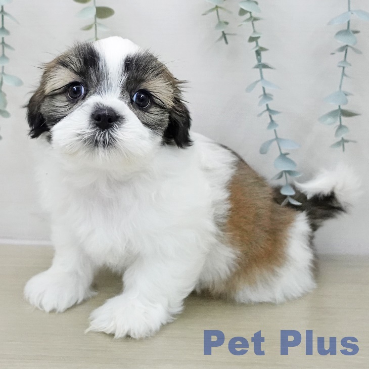 東京都のシーズー (ペットプラス 日の出店/2025年11月13日生まれ/男の子/ホワイトゴールド)の子犬の1枚目の画像