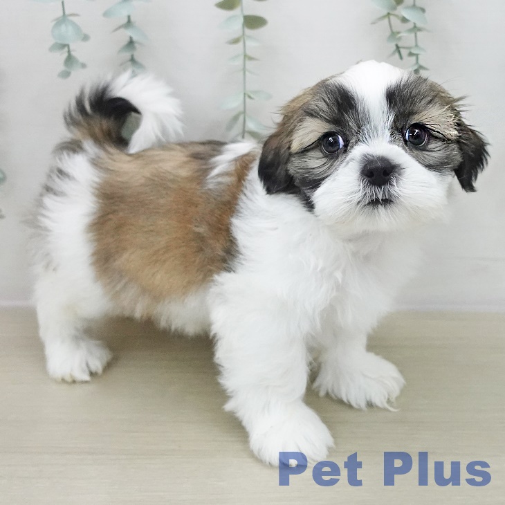 東京都のシーズー (ペットプラス 日の出店/2025年11月13日生まれ/男の子/ホワイトゴールド)の子犬の2枚目の画像