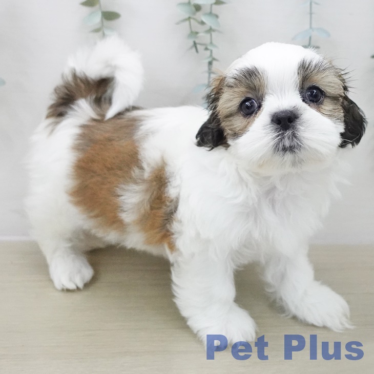 埼玉県のシーズー (ペットプラス 羽生店/2025年11月13日生まれ/女の子/ホワイトゴールド)の子犬の1枚目の画像