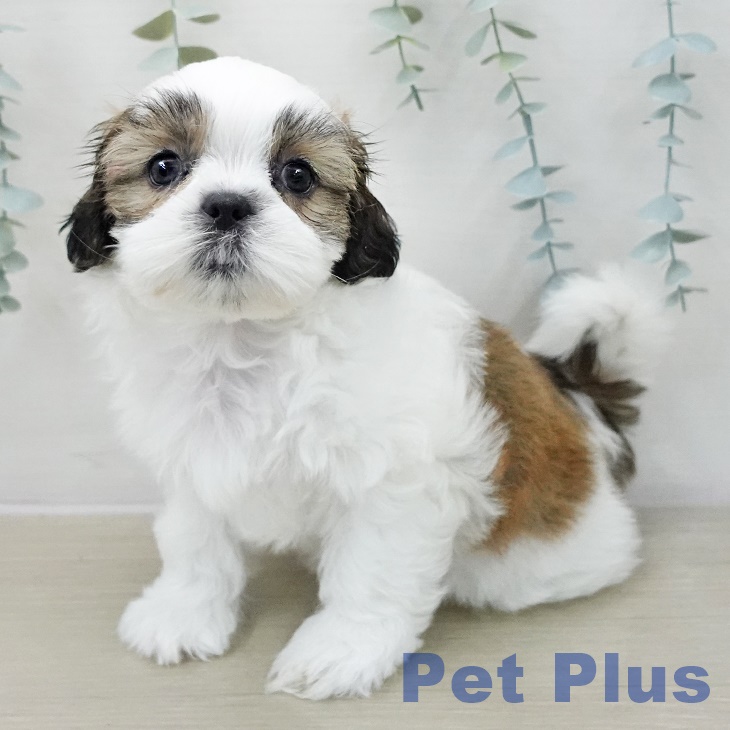 埼玉県のシーズー (ペットプラス 羽生店/2025年11月13日生まれ/女の子/ホワイトゴールド)の子犬の2枚目の画像