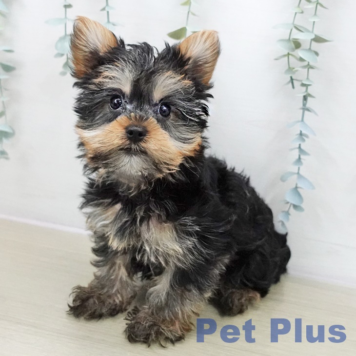宮城県のヨークシャーテリア (ペットプラス 名取店/2025年11月11日生まれ/男の子/スチールブルータン)の子犬の1枚目の画像