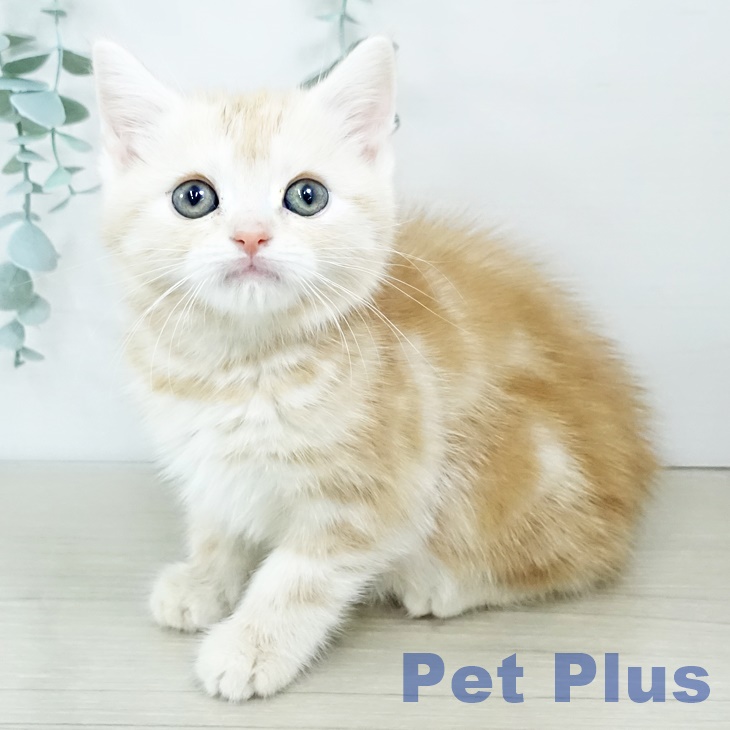 兵庫県のアメリカンショートヘアー (ペットプラス 神戸三宮店/2025年11月11日生まれ/女の子/レッドタビー)の子猫の1枚目の画像
