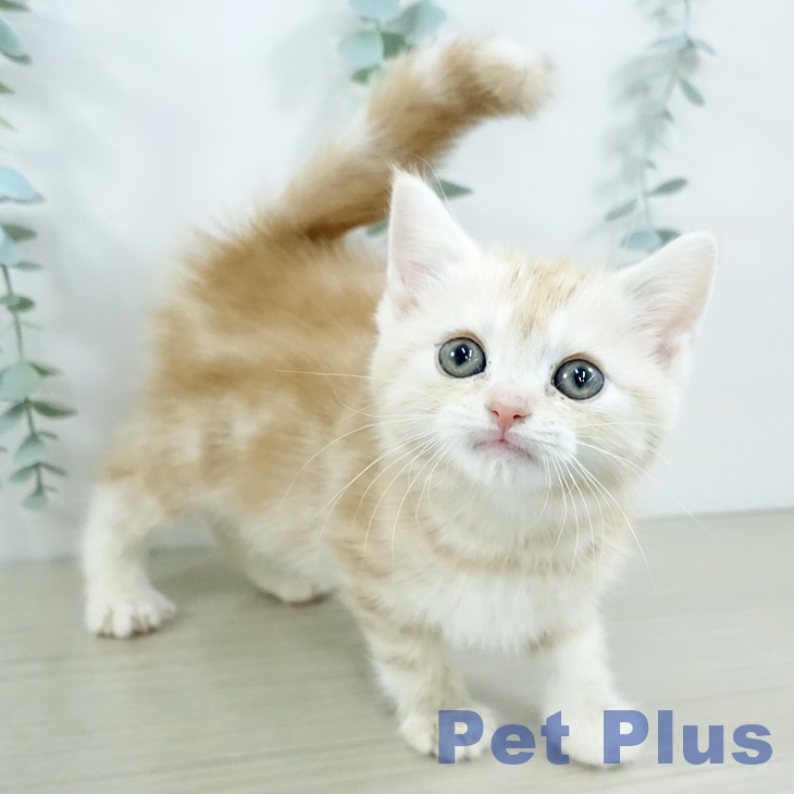 兵庫県のアメリカンショートヘアー (ペットプラス 神戸三宮店/2025年11月11日生まれ/女の子/レッドタビー)の子猫の2枚目の画像