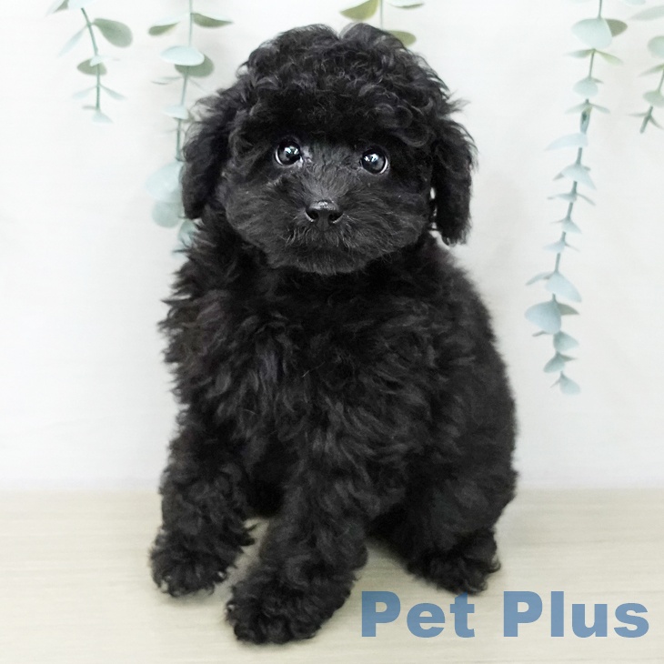 千葉県のトイプードル(トイ) (ペットプラス 八千代緑が丘店/2025年11月9日生まれ/男の子/ブラック)の子犬の2枚目の画像