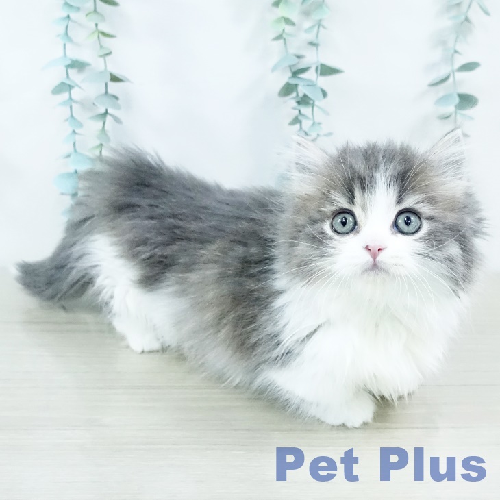 マンチカンの写真2