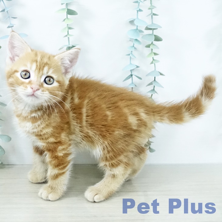 埼玉県のアメリカンショートヘアー (ペットプラス ららぽーと富士見店/2025年11月13日生まれ/男の子/レッドタビー)の子猫の2枚目の画像