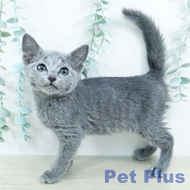 埼玉県のロシアンブルー (ペットプラス コクーンシティ店/2025年11月12日生まれ/男の子/ブルー)の子猫の1枚目の画像