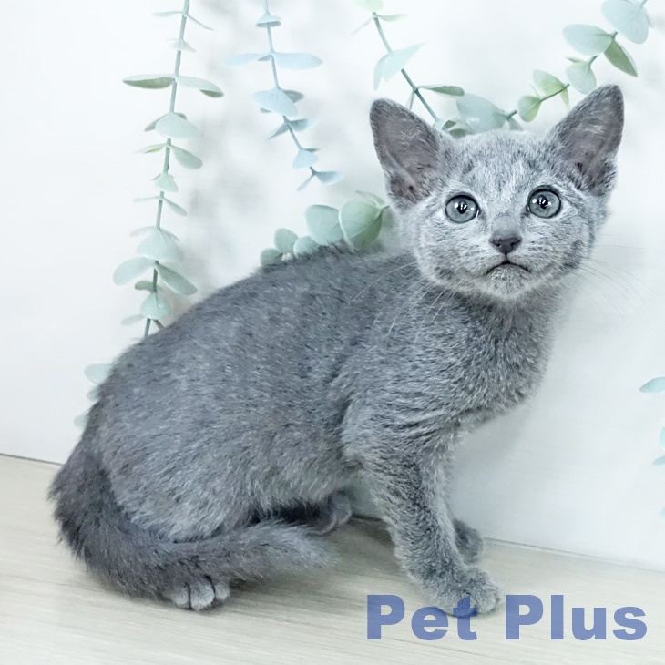 埼玉県のロシアンブルー (ペットプラス コクーンシティ店/2025年11月12日生まれ/男の子/ブルー)の子猫の2枚目の画像