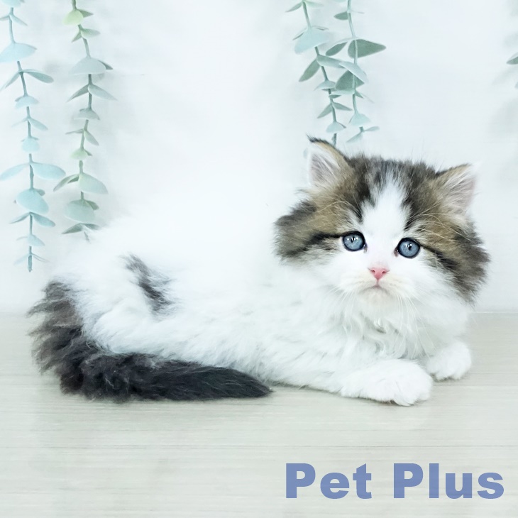神奈川県のスコティッシュフォールド (ペットプラス 川崎ルフロン店/2025年11月9日生まれ/男の子/ブラウンタビーホワイト)の子猫の2枚目の画像