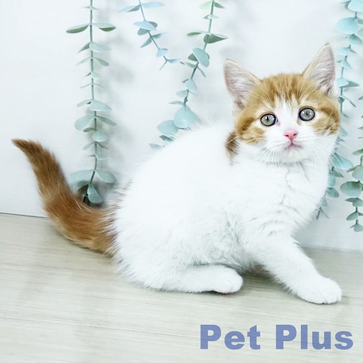 神奈川県のスコティッシュフォールド (ペットプラス アミーゴ藤沢店/2025年11月9日生まれ/女の子/レッドタビーホワイト)の子猫の1枚目の画像