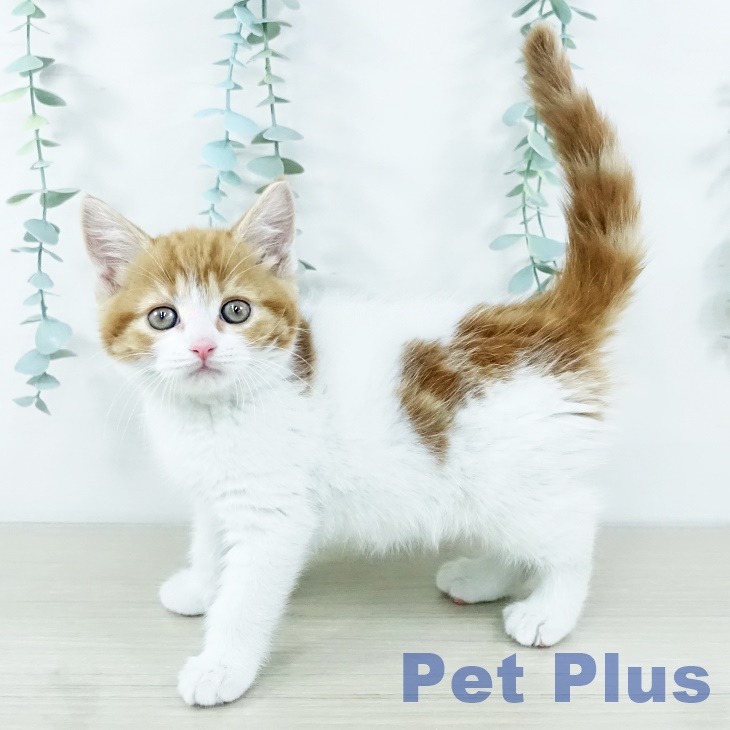 神奈川県のスコティッシュフォールド (ペットプラス アミーゴ藤沢店/2025年11月9日生まれ/女の子/レッドタビーホワイト)の子猫の2枚目の画像