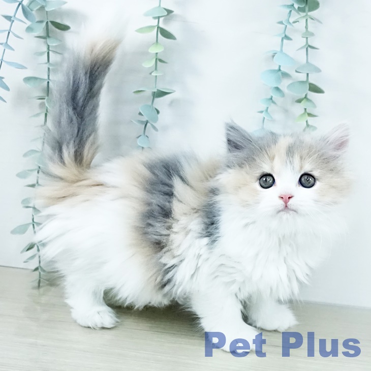 埼玉県のスコティッシュフォールド (ペットプラス コクーンシティ店/2025年11月9日生まれ/女の子/ダイリュートキャリコ)の子猫の2枚目の画像