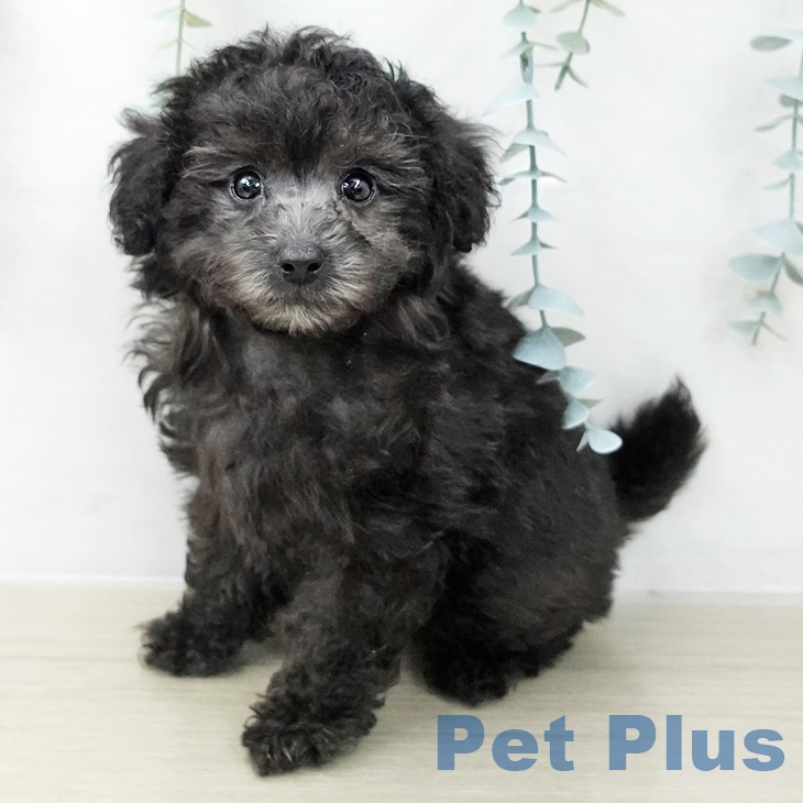 長野県のトイプードル(トイ) (ペットプラス 松本店/2025年11月13日生まれ/男の子/シルバー)の子犬の1枚目の画像