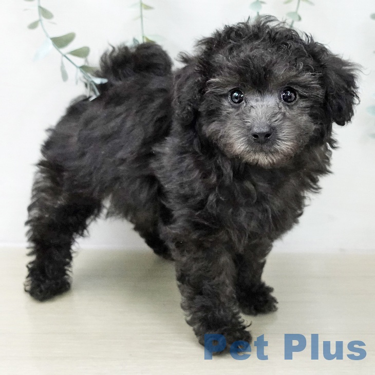 長野県のトイプードル(トイ) (ペットプラス 松本店/2025年11月13日生まれ/男の子/シルバー)の子犬の2枚目の画像