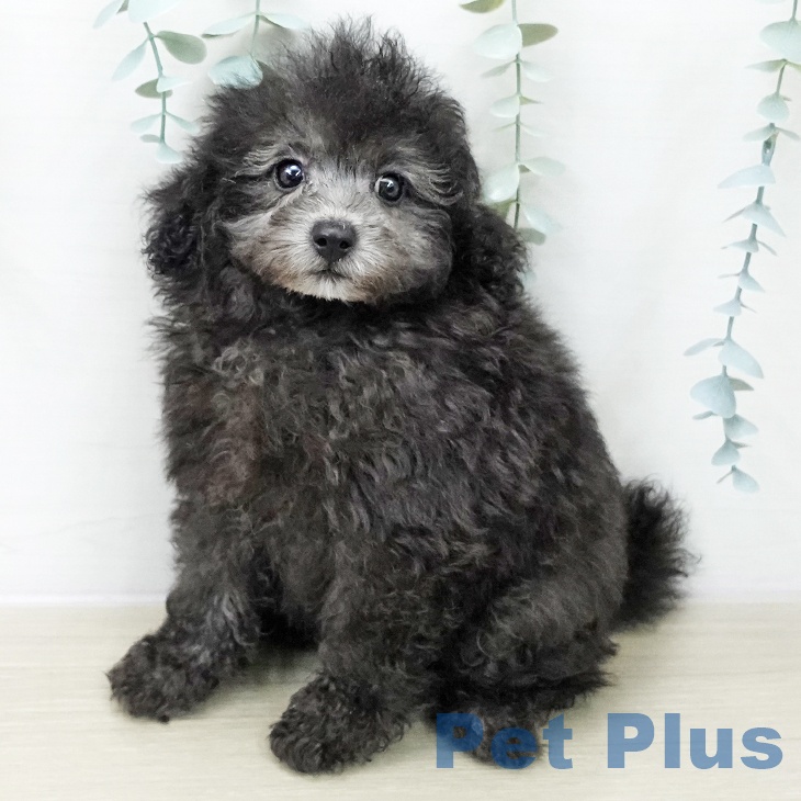 東京都のトイプードル(トイ) (ペットプラス むさし村山店/2025年11月13日生まれ/女の子/シルバー)の子犬の1枚目の画像