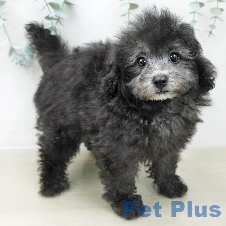 東京都のトイプードル(トイ) (ペットプラス むさし村山店/2025年11月13日生まれ/女の子/シルバー)の子犬の2枚目の画像