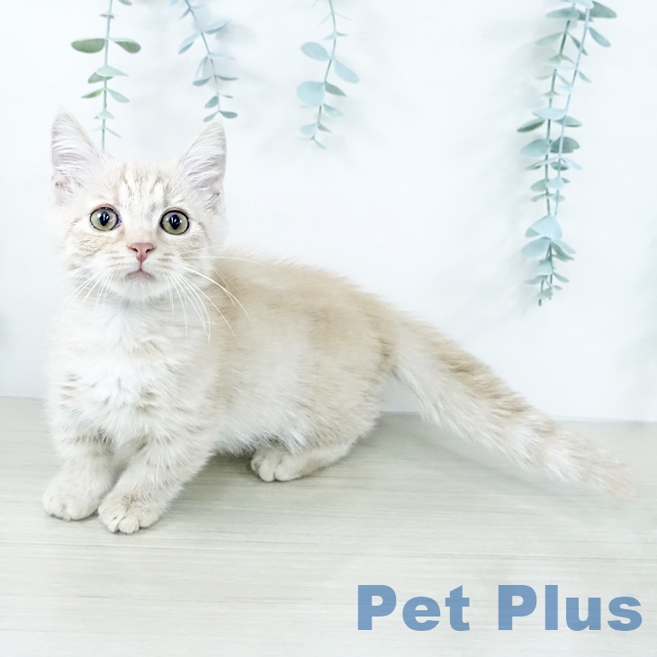 京都府のマンチカン (ペットプラス 京都桂川店/2025年10月15日生まれ/男の子/クリームタビー)の子猫の1枚目の画像