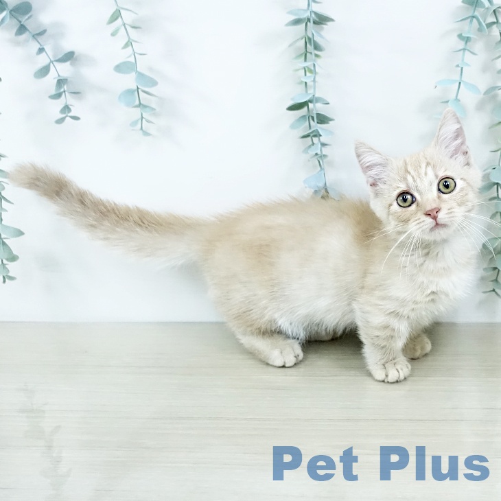 京都府のマンチカン (ペットプラス 京都桂川店/2025年10月15日生まれ/男の子/クリームタビー)の子猫の2枚目の画像