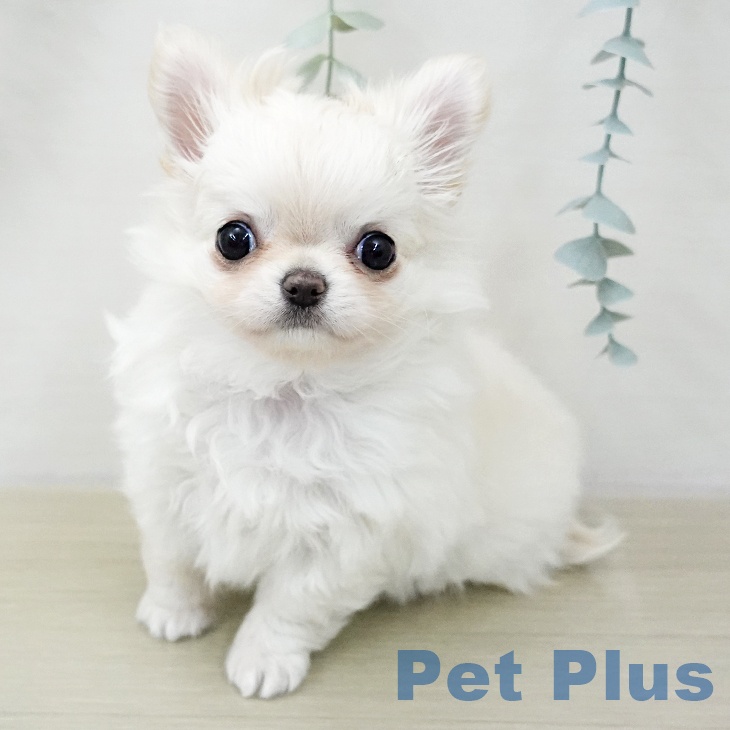 東京都のチワワ(ロング) (ペットプラス むさし村山店/2025年10月30日生まれ/女の子/クリームホワイト)の子犬の1枚目の画像