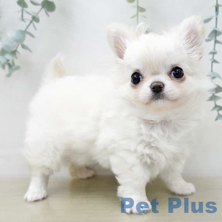 東京都のチワワ(ロング) (ペットプラス むさし村山店/2025年10月30日生まれ/女の子/クリームホワイト)の子犬の2枚目の画像