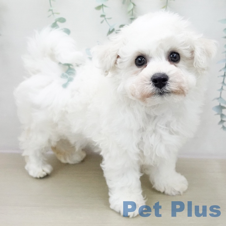 神奈川県のビションフリーゼ (ペットプラス 座間店/2025年11月8日生まれ/男の子/ホワイト)の子犬の2枚目の画像