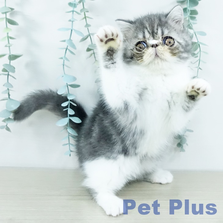 埼玉県のエキゾチック (ペットプラス ららぽーと新三郷店/2025年11月3日生まれ/女の子/ブルータビーホワイト)の子猫の1枚目の画像