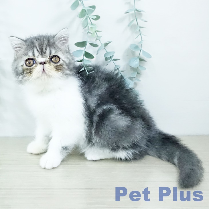 埼玉県のエキゾチック (ペットプラス ららぽーと新三郷店/2025年11月3日生まれ/女の子/ブルータビーホワイト)の子猫の2枚目の画像