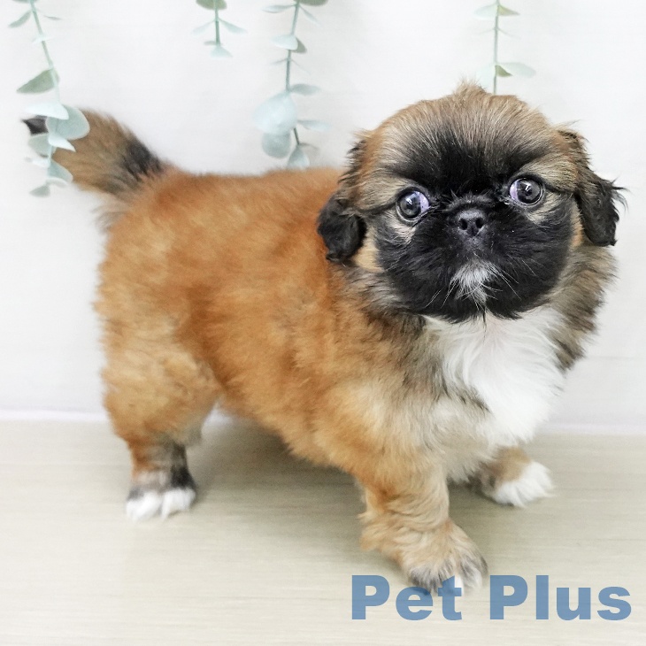 埼玉県のペキニーズ (ペットプラス ららぽーと新三郷店/2025年11月13日生まれ/女の子/フォーンホワイト)の子犬の1枚目の画像
