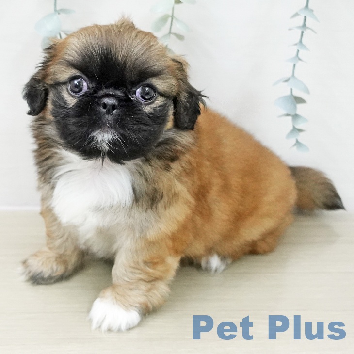 埼玉県のペキニーズ (ペットプラス ららぽーと新三郷店/2025年11月13日生まれ/女の子/フォーンホワイト)の子犬の2枚目の画像