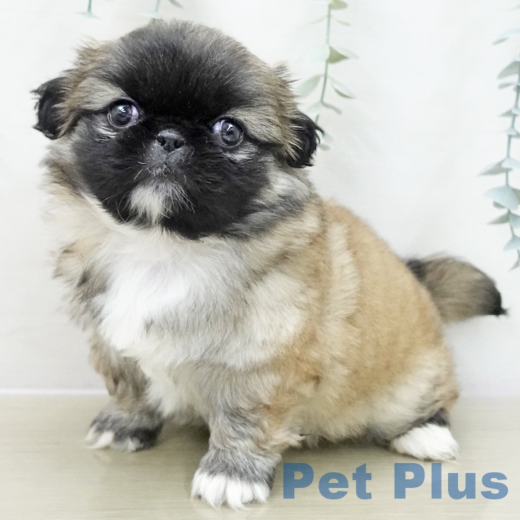 長野県のペキニーズ (ペットプラス 須坂店/2025年11月13日生まれ/女の子/フォーンホワイト)の子犬の1枚目の画像