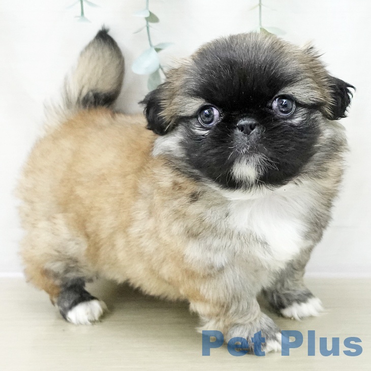 長野県のペキニーズ (ペットプラス 須坂店/2025年11月13日生まれ/女の子/フォーンホワイト)の子犬の2枚目の画像