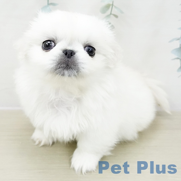 神奈川県のペキニーズ (ペットプラス 湘南平塚店/2025年11月13日生まれ/女の子/ホワイト)の子犬の1枚目の画像