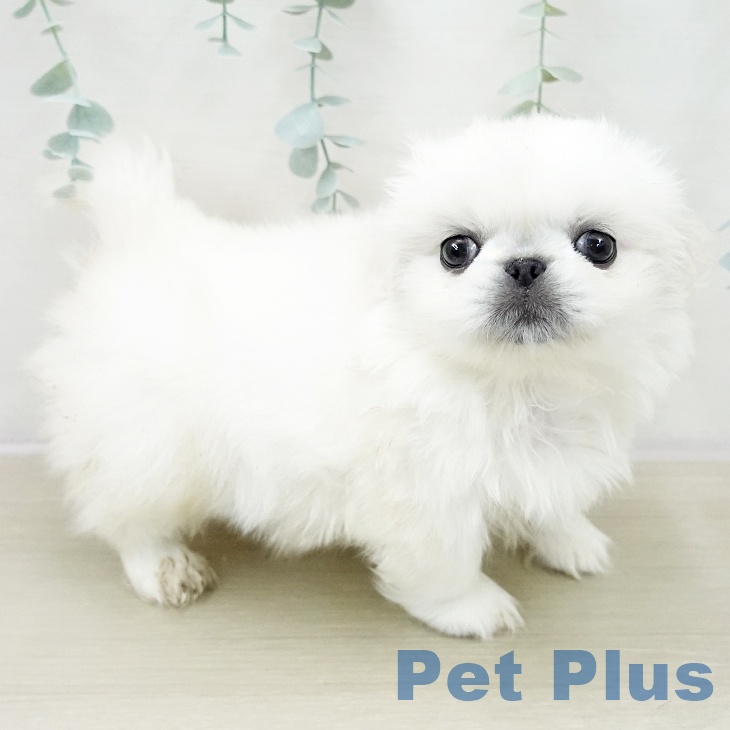 神奈川県のペキニーズ (ペットプラス 湘南平塚店/2025年11月13日生まれ/女の子/ホワイト)の子犬の2枚目の画像