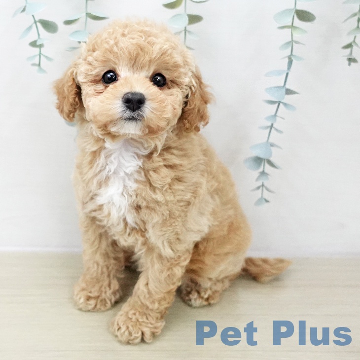 福島県のトイプードル(トイ) (ペットプラス 福島店/2025年11月8日生まれ/女の子/アプリコット)の子犬